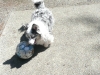 Maisy the soccer player.