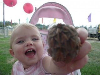 Look a pine-cone!