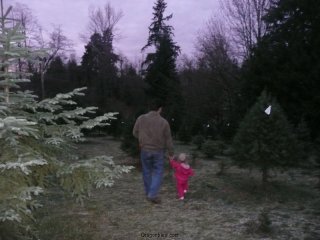 Christmas tree hunting.