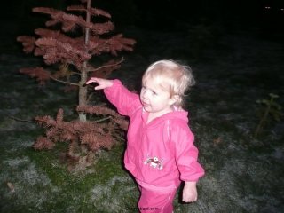 LiliBee picks the wrong tree.