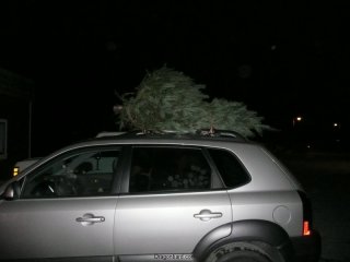 Tree!
