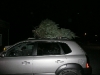 Tree!