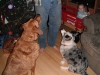 The puppies wait for their gift.