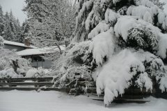 December Snow 2008