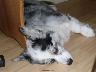Maisy is done.