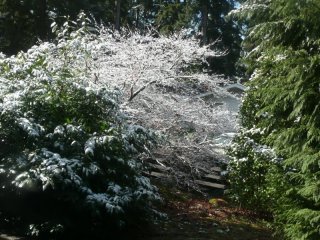 The pretty snow on our maple.