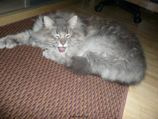 Fluffy Radio.