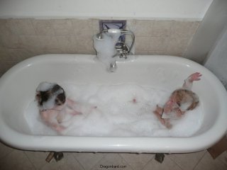 Bubbles!