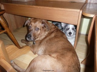 Cozy puppies.