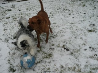 The puppies like soccer.