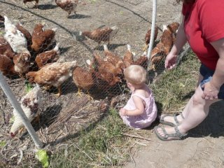 LiliBee feeds the chickens.