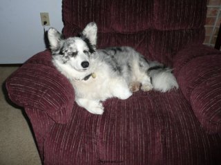 Maisy in the morning.