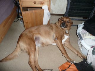 Lucy in the morning.