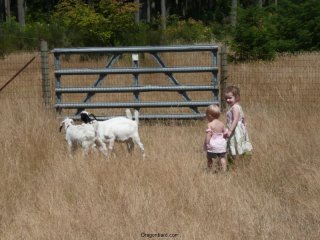 Even more chasing the goats.