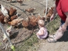 LiliBee feeds the chickens.
