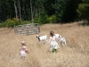 More chasing the goats.