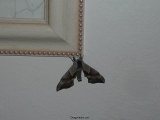 Mothra.