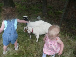 Goats at Grandma\'s!