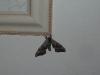 Mothra.