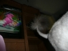 An artistic picture of Radio\'s bum, by CareBear.