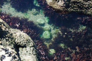 Tide Pool