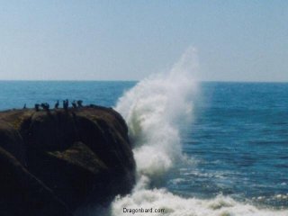 Seabirds at Kalaloch