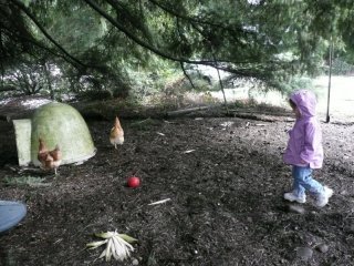 CareBear chases chickens.