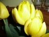 Tulips from Grandma.