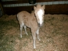 New miniature horse!