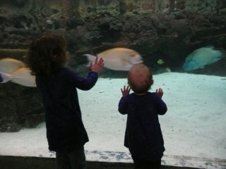 Looking at fish.