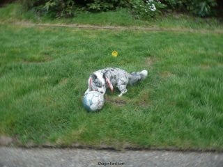 Maisy loves playing ball.