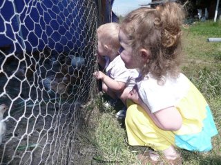 Baby chickens checking out the kids.