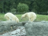 Playing polar bears at the zoo.