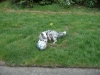 Maisy loves playing ball.
