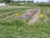 Field of herbs at Terry\'s Berries.