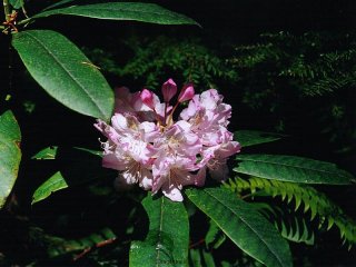 Rhododendron