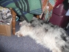 Maisy.
