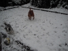 Lucy and Maisy in the snow.