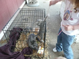 New kittens at the farm.