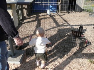 Lilibee feeds the chickens.