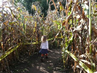 Into the corn maze...