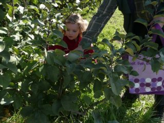 CareBear picks an apple.