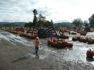 Muddy pumpkin patch.