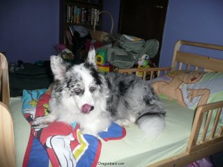 Maisy hangs out.
