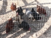 Chickens!