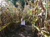 Into the corn maze...