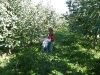 Apple pickers.