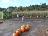 CareBear surveys the pumpkin patch.