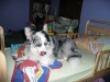 Maisy hangs out.