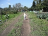 LiliBee heads to the orchard.